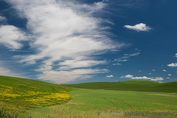 Palouse Afternoon