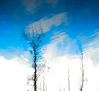 Tree Sky Reflection