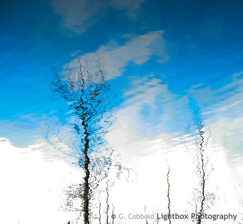 Tree Sky Reflection