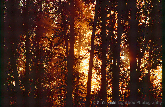 Forest Sun Rise