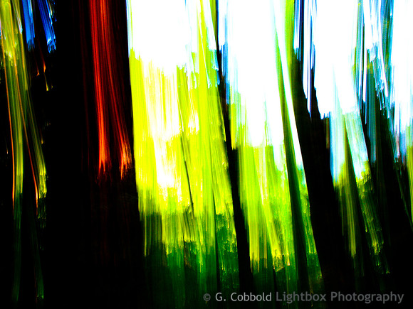Forest Streaks
