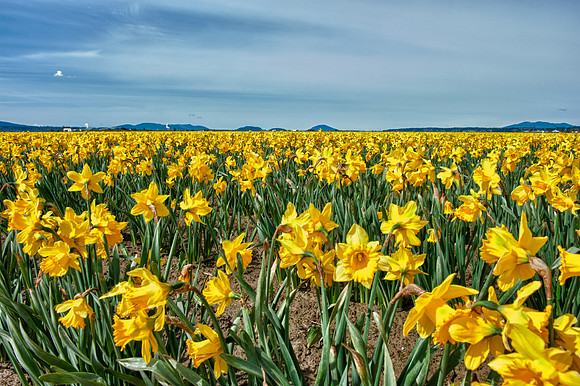 La Conner Daffodils