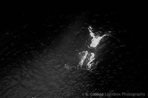 Swimmer