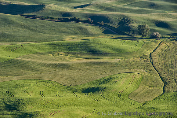 Palouse Field