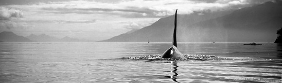 Whale in Straight