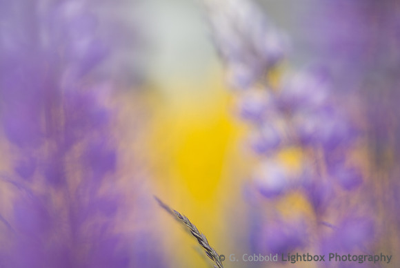 Lupins