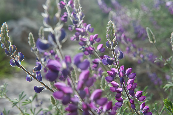Lupins in Pinnacles