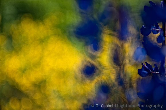 Lupins and Broom