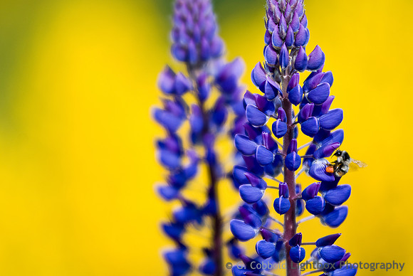 Lupins & Bee