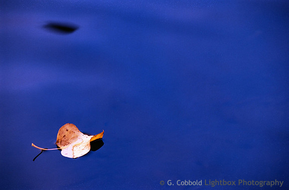 Leaf in Blue