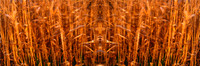 Grass Photomerge