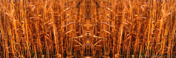 Grass Photomerge