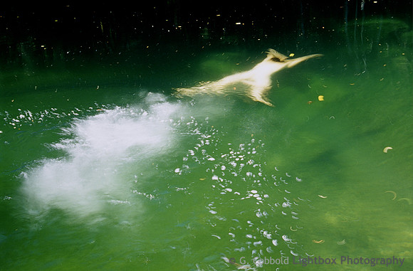 Diver 2