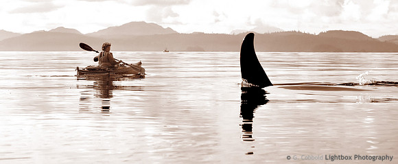Orca Time