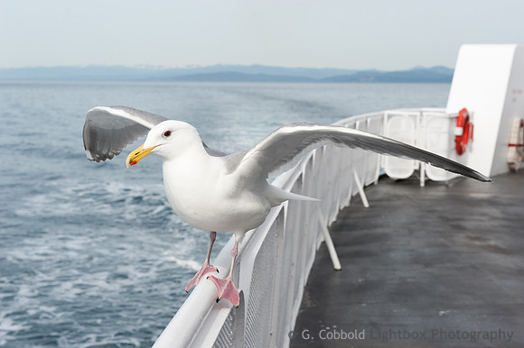 Jonathan Livingston