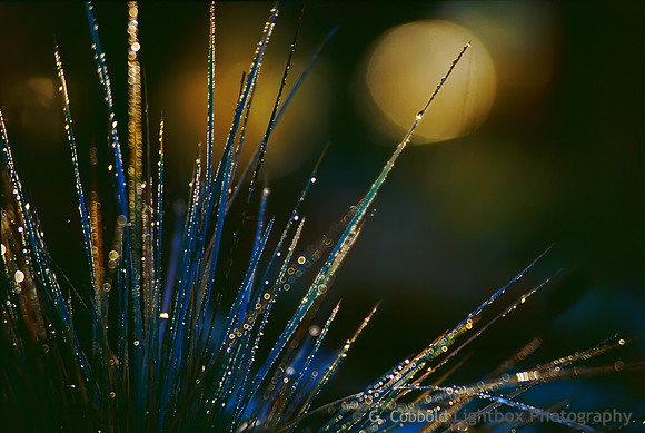 Blue Grass