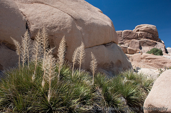 Joshua Tree