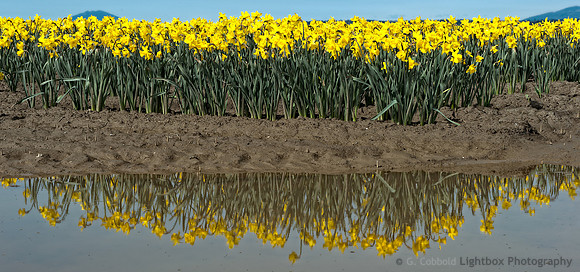 La Conner Flower Reflection