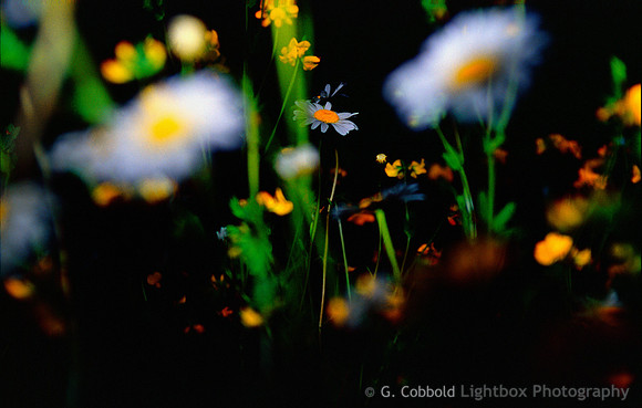 Daisy