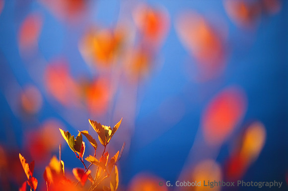 Dancing Fall